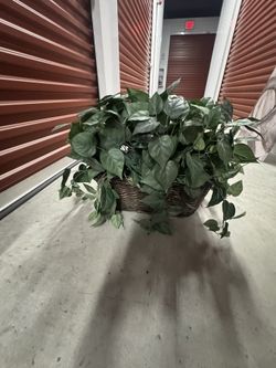 Lush Green House Plant In Basket