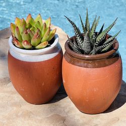 Beautiful Succulents 