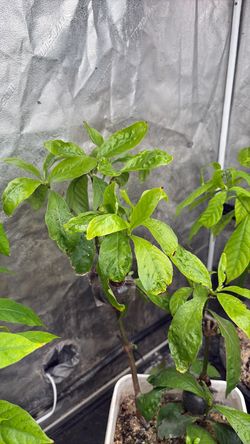 Psychotria viridis