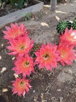 Cactus