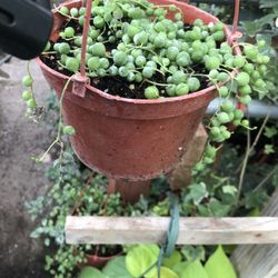 String Of Pearl  Plant 6in Pot