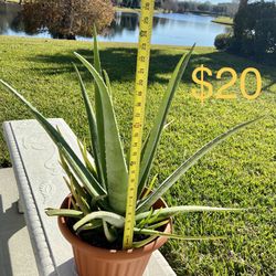 Plantas de sábila/ Aloe Vera plants Diferentes Tamaños Y Precios