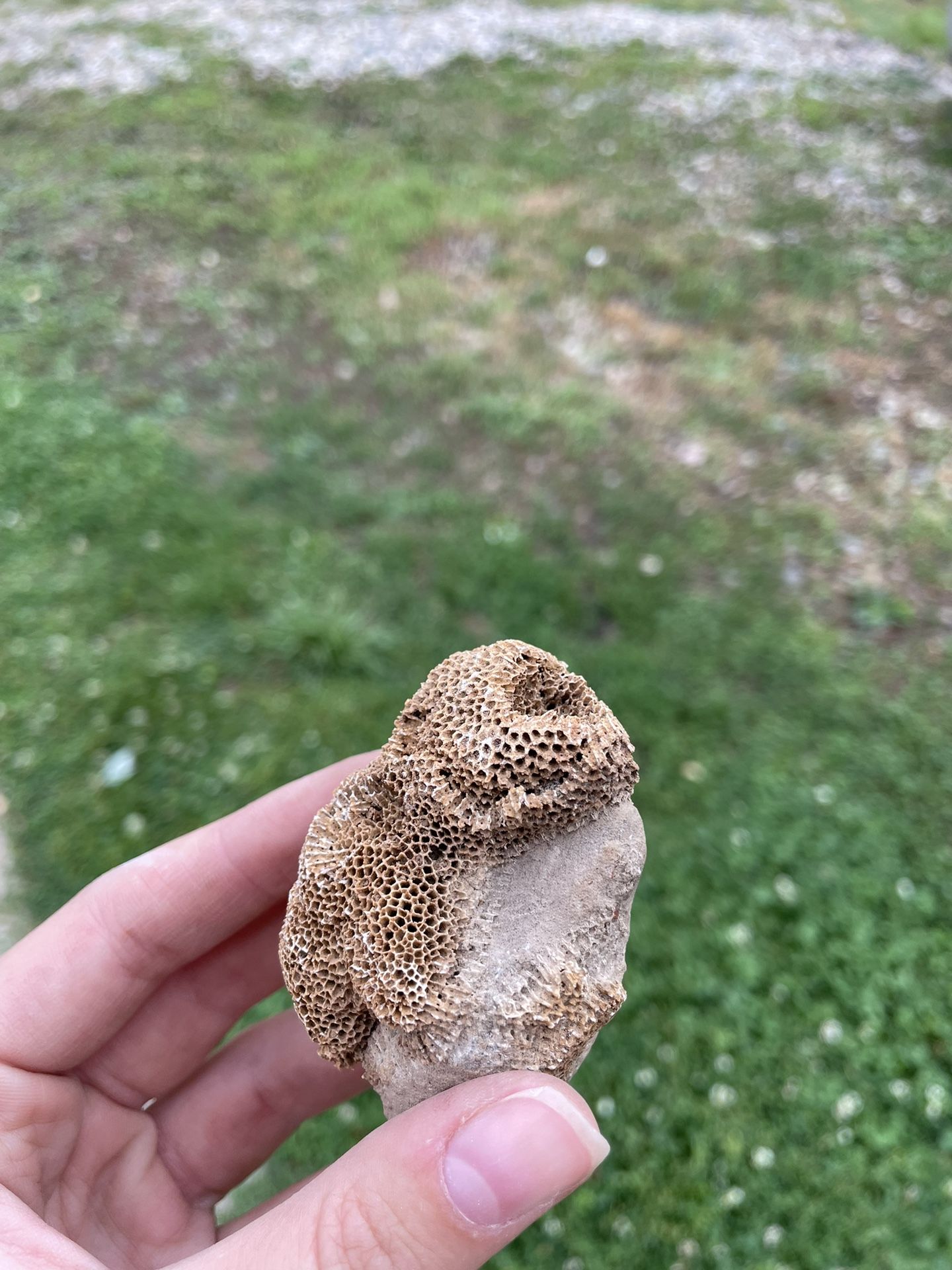 Coral