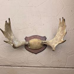 Moose Antlers 