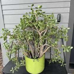 Huge Jade Plant 