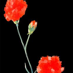 Flowers, Red Carnations