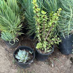 Succulent Plants