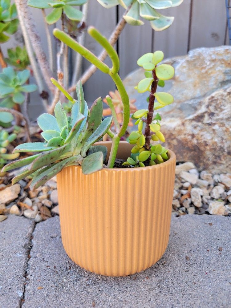 Small Succulent Plant In Ceramic Pot