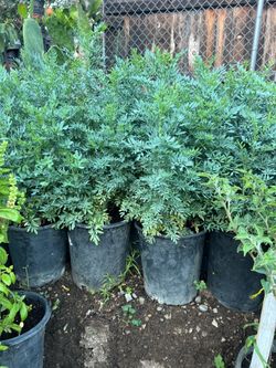 🌿 Rue (Ruda) Plant in 5-Gallon Pot — Planta de Ruda en Maceta de 5 Galones