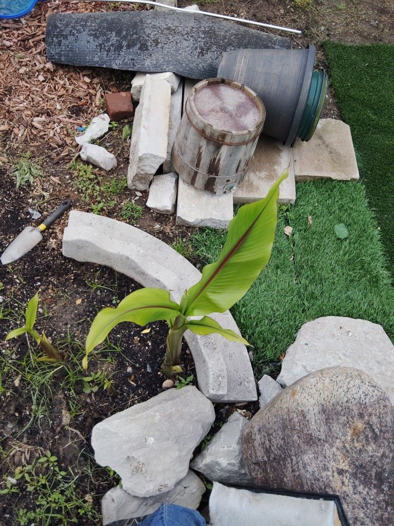 Banana Trees For Sale