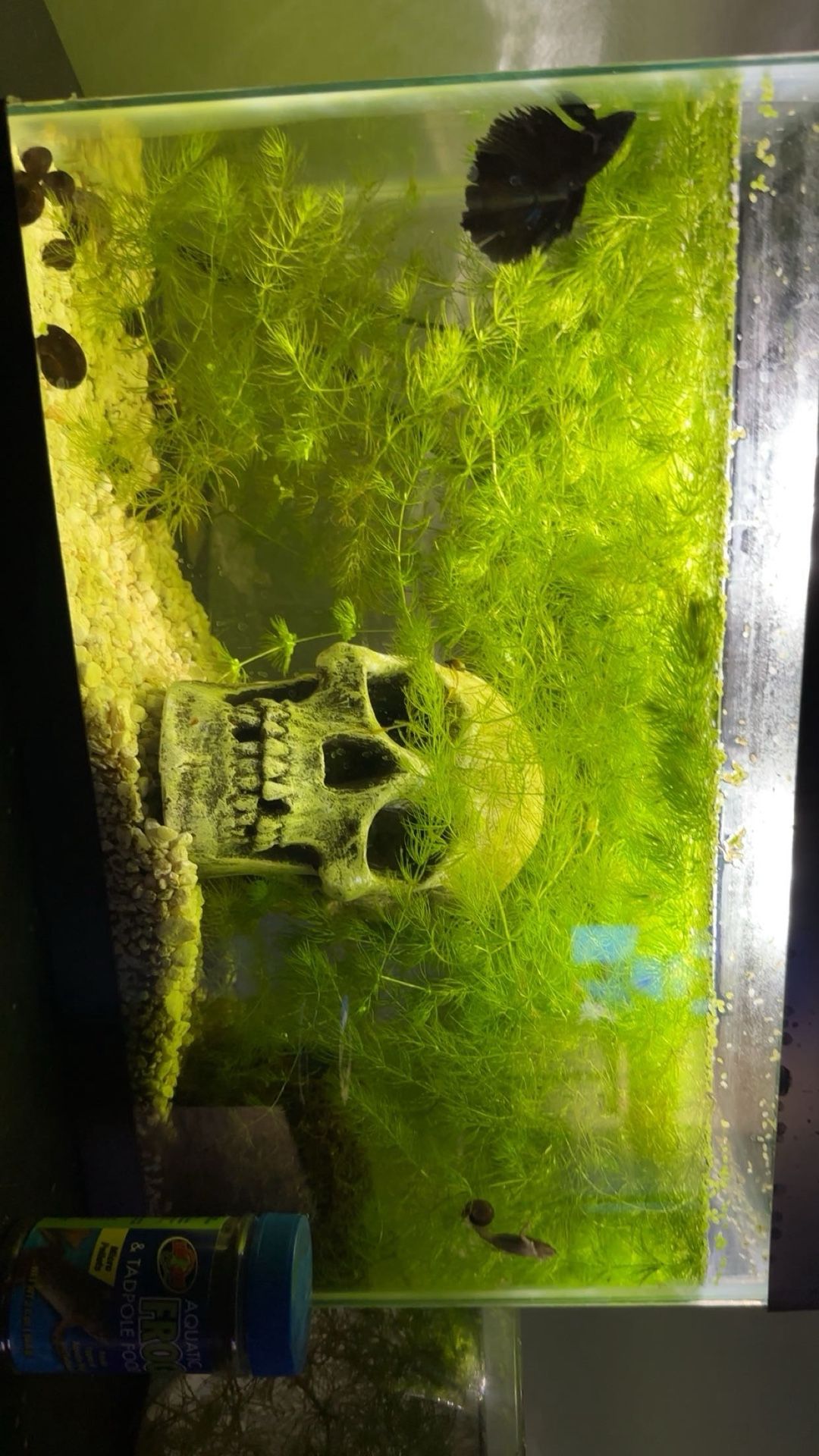 Fish Tank