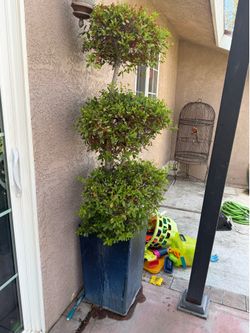 Shrub with pot
