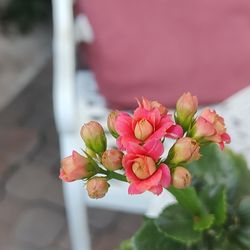 Kalanche Plants Double Flower 