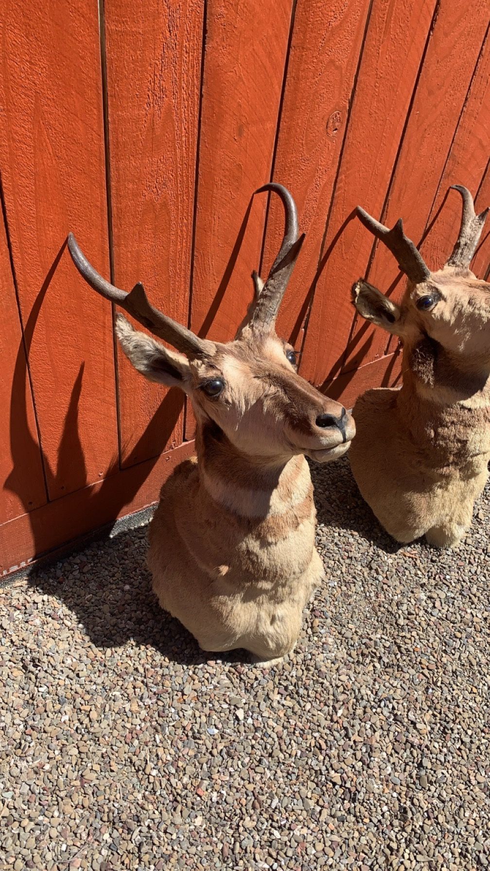 Antelope And Deer Mounts Real