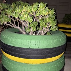painted tire planter with succulent plant.