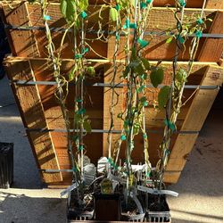 Kiwi Vine Plant, Self Fertile Fuzzy Variety —“Jenny”