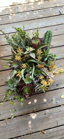 Box of succulents