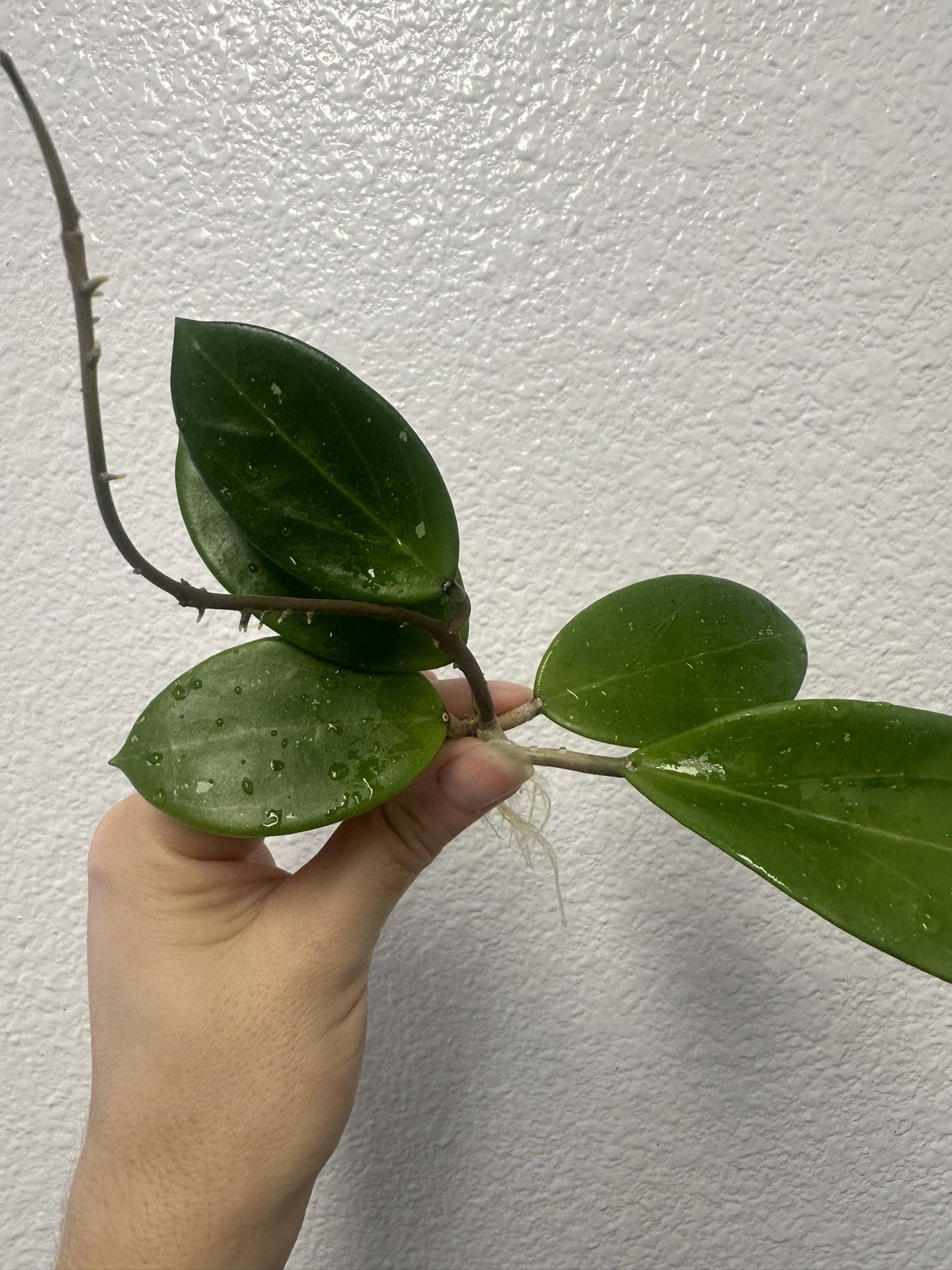Hoya RHM 921 (grown From Seeds)