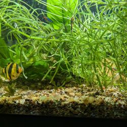 Water Plants Plus Glo Light Tiger Barbs - 2