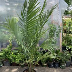 Majestic Palm 