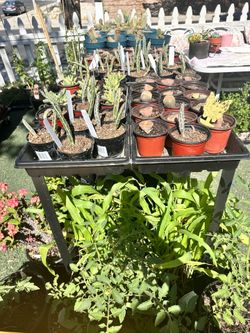 Mimicry Plants