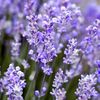 LavenderGarden