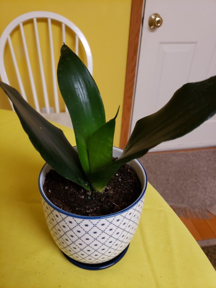 Snake Plant, Each $20