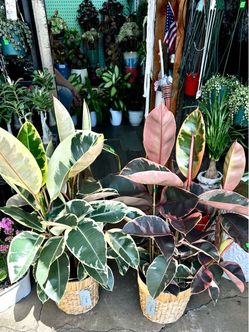 2.5-3 feet Ficus Tineke / Ficus Ruby Rubber Tree
