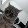 Tom 