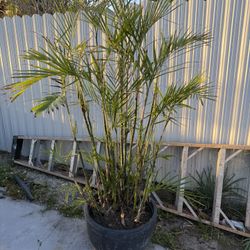 Extra Large Lucky Bamboo 