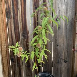 Organic Babcock White Peach Fruit Tree 5 Gallon Pot Self Pollinating
