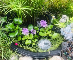$4 Hyacinth Water plants