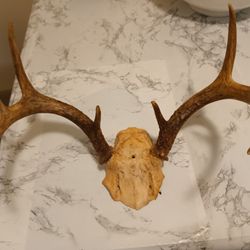 Small horns  decor