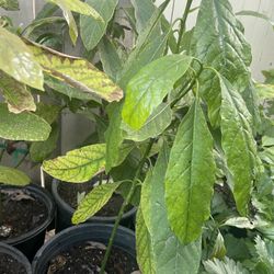 Avocado Tree