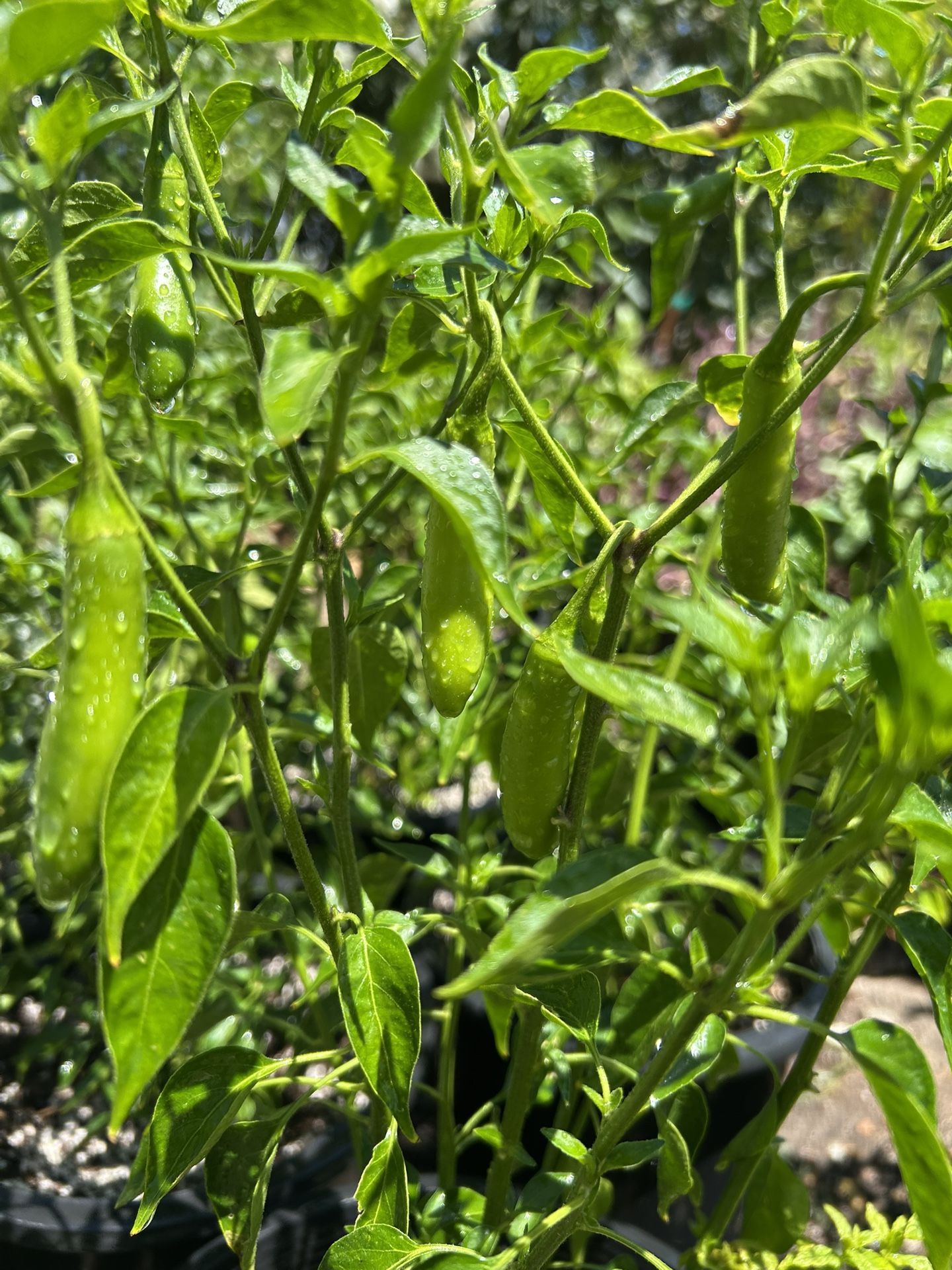 Serrano Chili Plant / Serrano Chile 