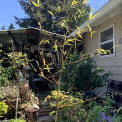 Japanese Bamboo