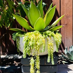 DAZZLING XL Agave Celsii Multicolor Variegata, Donkey’s Tails & Burro’s Tails Succulents in Large White Bowl Ceramic Pot