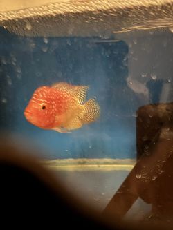 Flowerhorn Sticker
