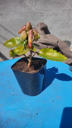 Kalanchoe Pinnata Rare Succulent