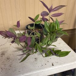 Plants For Sale 
