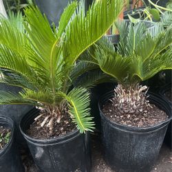 Beautiful Sago Palm $28 Each