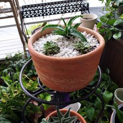 Beautiful Succulent Planter