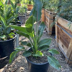 Bird Of Paradise 