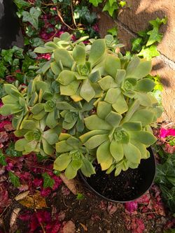 Jade plant