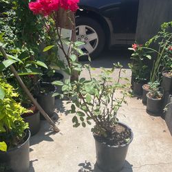 Rose Bush Rosita