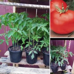 Large Big Boy Organic Tomato Plants