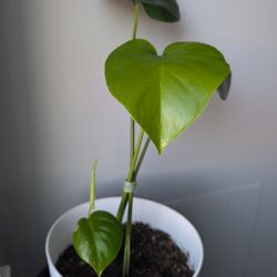 Monstera