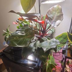 6" Philodendron McColleys Finale 