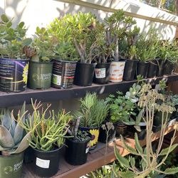 Plants Sale