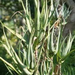 Big  Drought Succulent Plant ..Planta Grande Sacculenta 